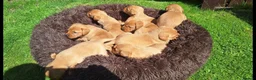 Labrador Retriever dogs for sale: Fox redlabrador puppies  - Advert 5