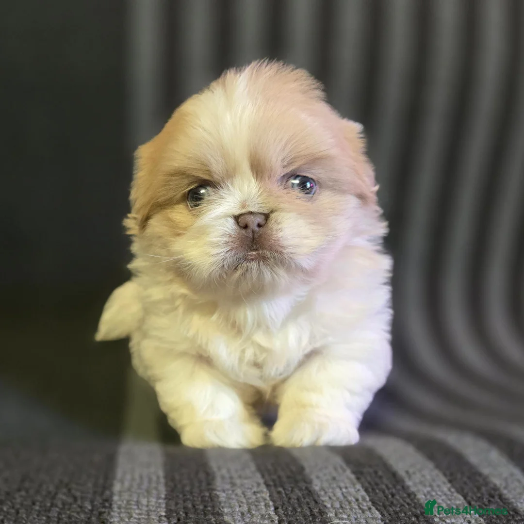 Pekingese dogs for sale: Lilac Fawn Parti Pekingese Puppy - Advert 2