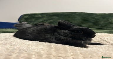 Netherland Dwarf rabbits Netherland dwarf brothers ready to go  - Advert 6