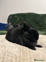 Netherland Dwarf rabbits Netherland dwarf brothers ready to go - Advert 1