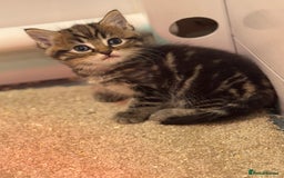 Mixed Breed cats for sale: 5 lovely kittens for sale  - Image 2