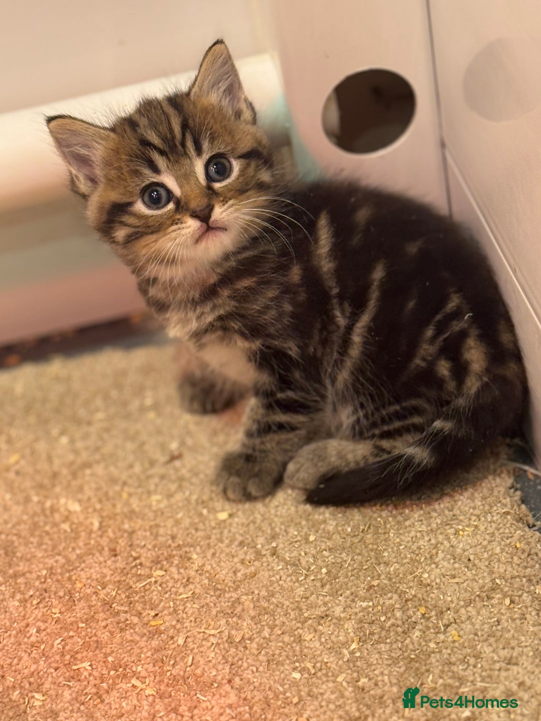Mixed Breed cats for sale: 5 lovely kittens for sale  - Image 2