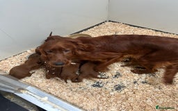 Irish Setter dogs for sale: Out standing litter of kc reg Irish setters - Image 18