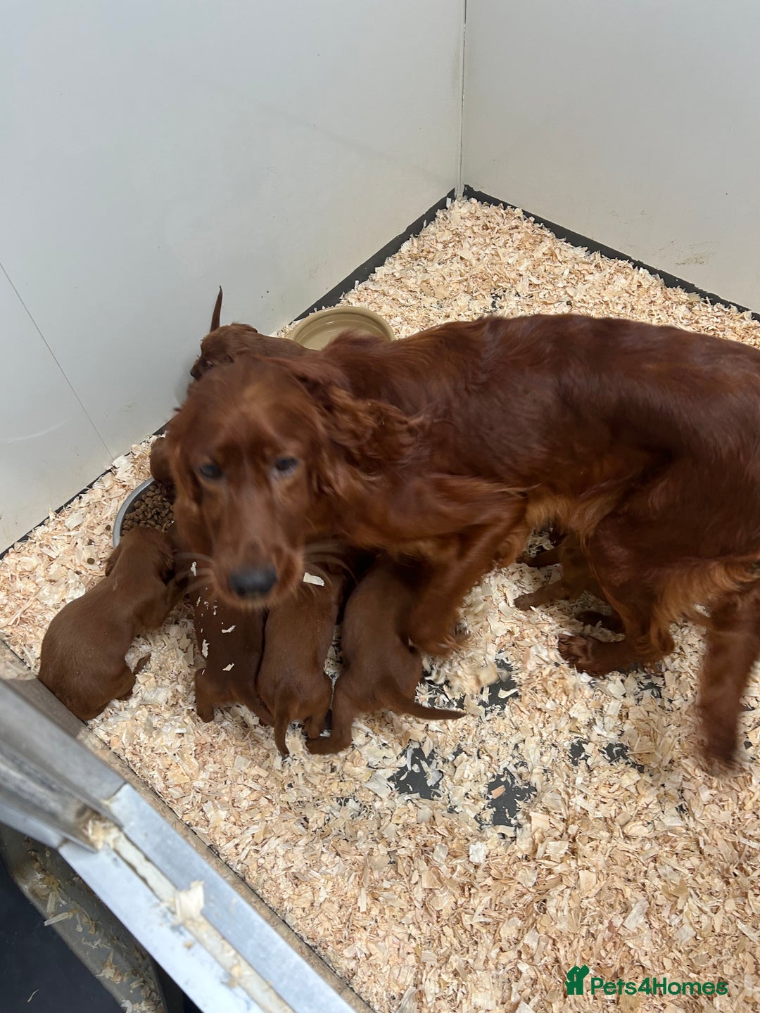 Irish Setter dogs for sale: Out standing litter of kc reg Irish setters - Image 18