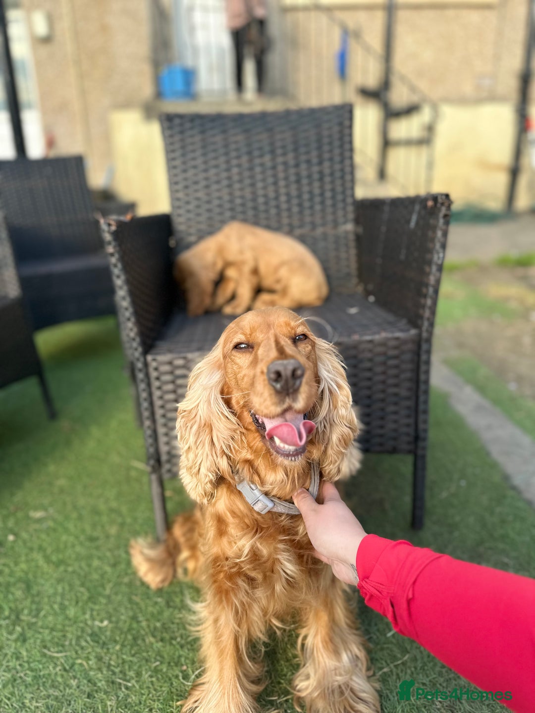 Cocker Spaniel dogs for sale: Lovely cocker spaniel litter of 3 💗 - Image 5