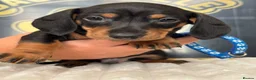Dachshund dogs for sale: Kc standard dachshund puppy - Advert 15