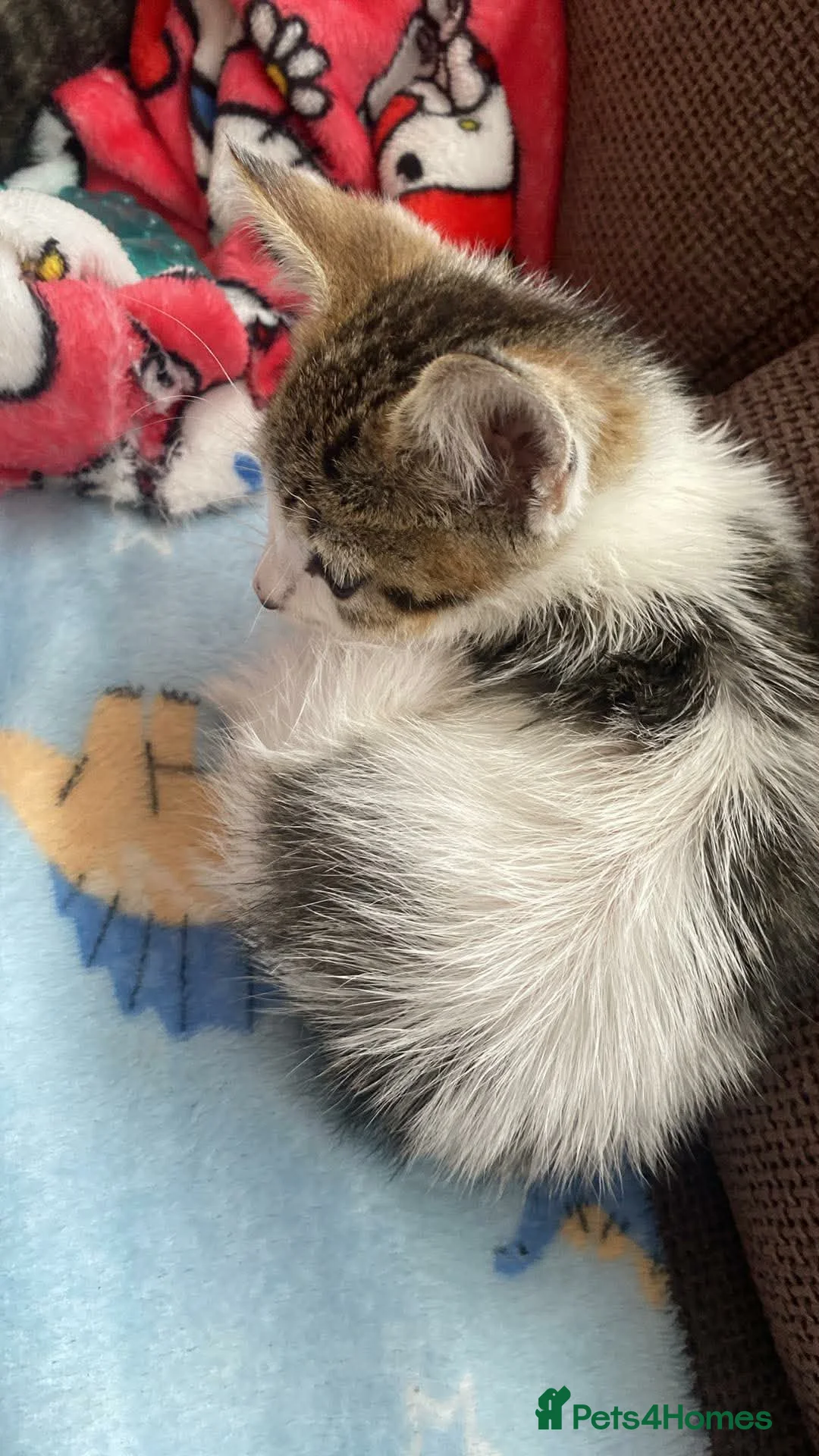 Mixed Breed cats for sale: Flower in Grimsby - Advert 2