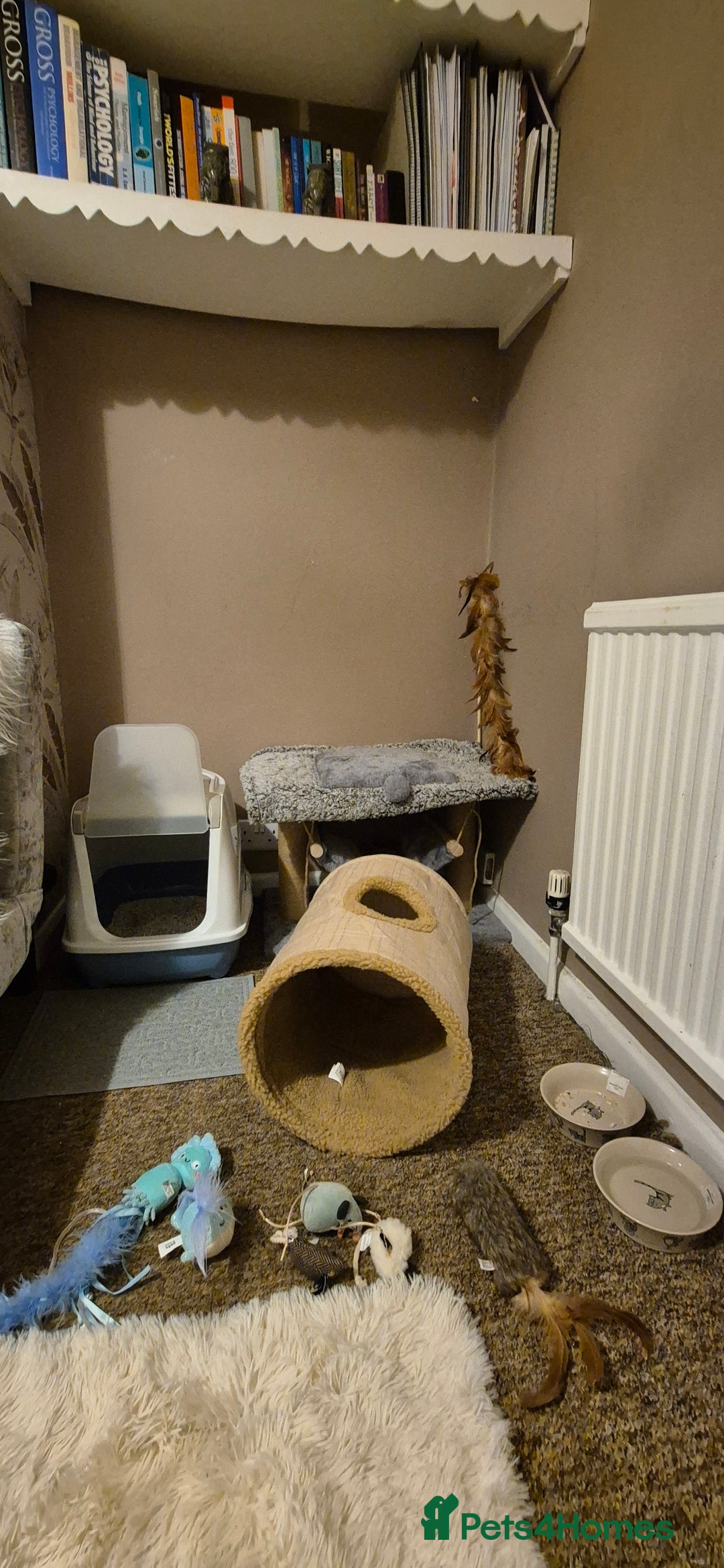 Ragdoll cats for sale: Ragdoll Cross Kitten  - Advert 5