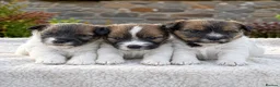 Jack Russell dogs for sale: Jack Russell rough coated for sale  - Advert 11