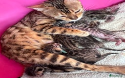 Bengal cats for sale: TICA Reg Bengal Kittens - Browns, Lynx & Mink - Image 36