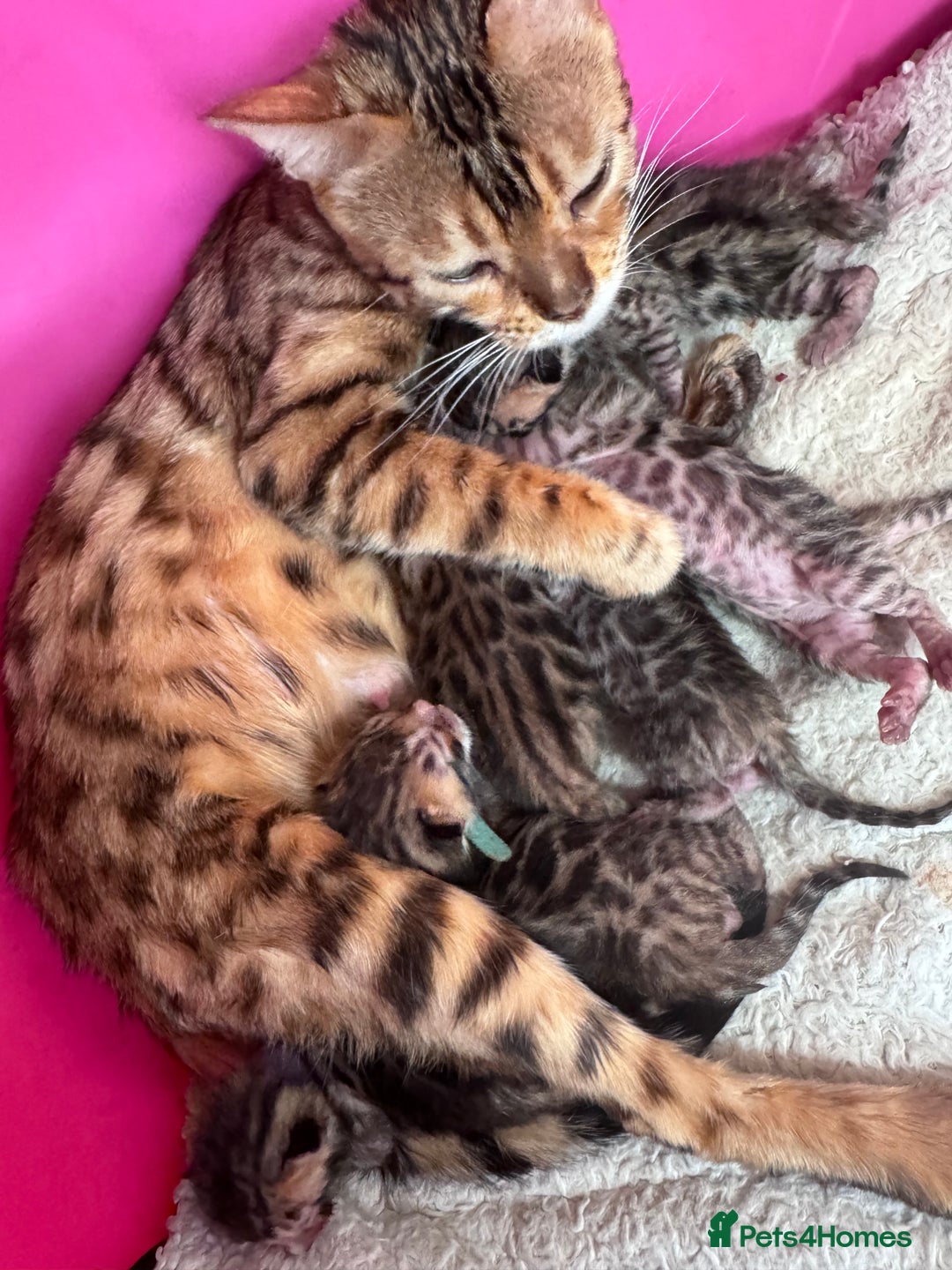 Bengal cats for sale: TICA Reg Bengal Kittens - Browns, Lynx & Mink - Image 36