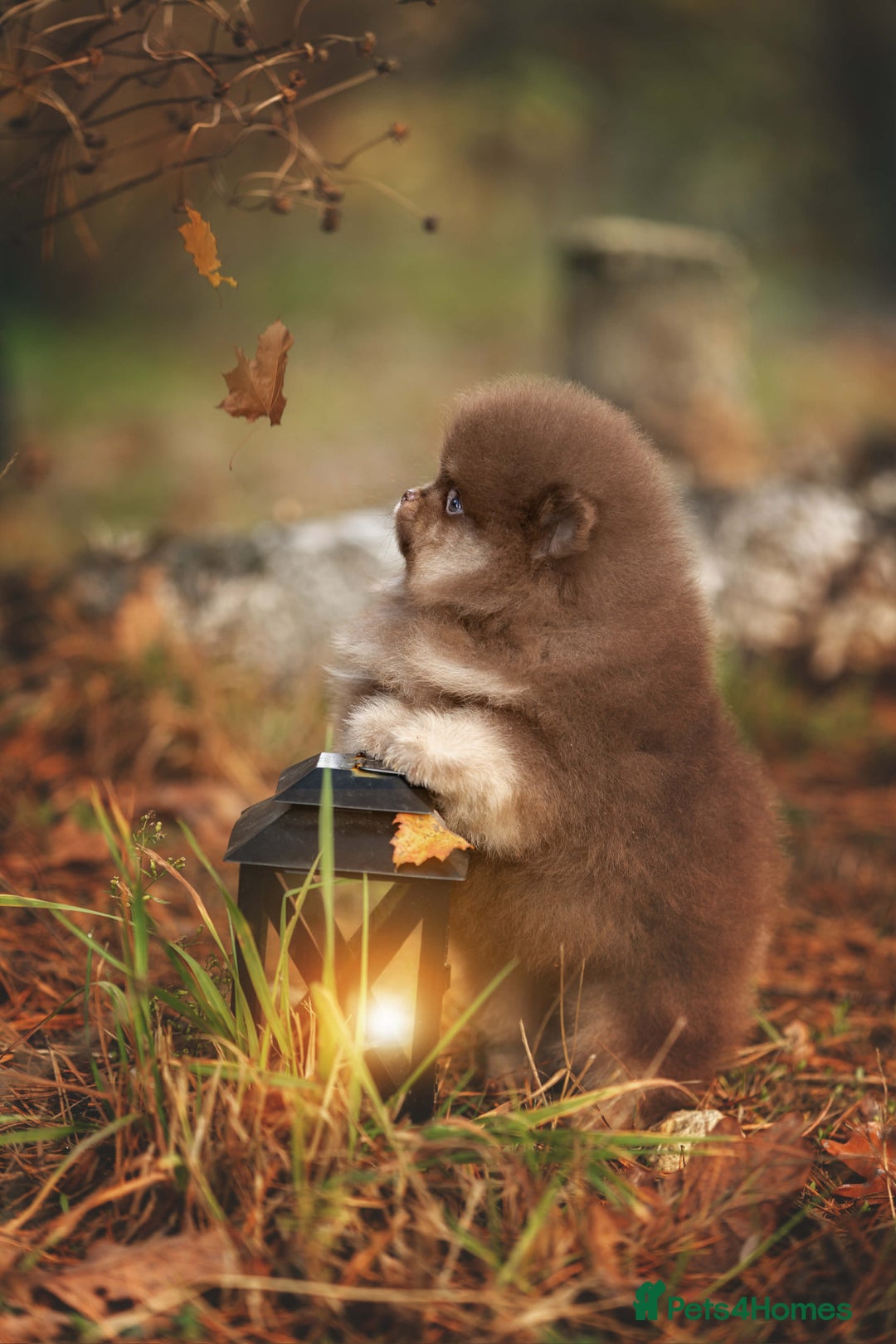 Pomeranian dogs for stud: Top quality proven Pomeranian stud  - Advert 7