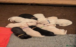 Mixed Breed dogs for sale: Golden Shepherd puppies  - Image 3