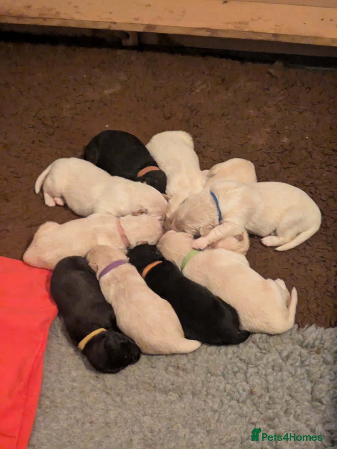 Mixed Breed dogs for sale: Golden Shepherd puppies  - Image 3