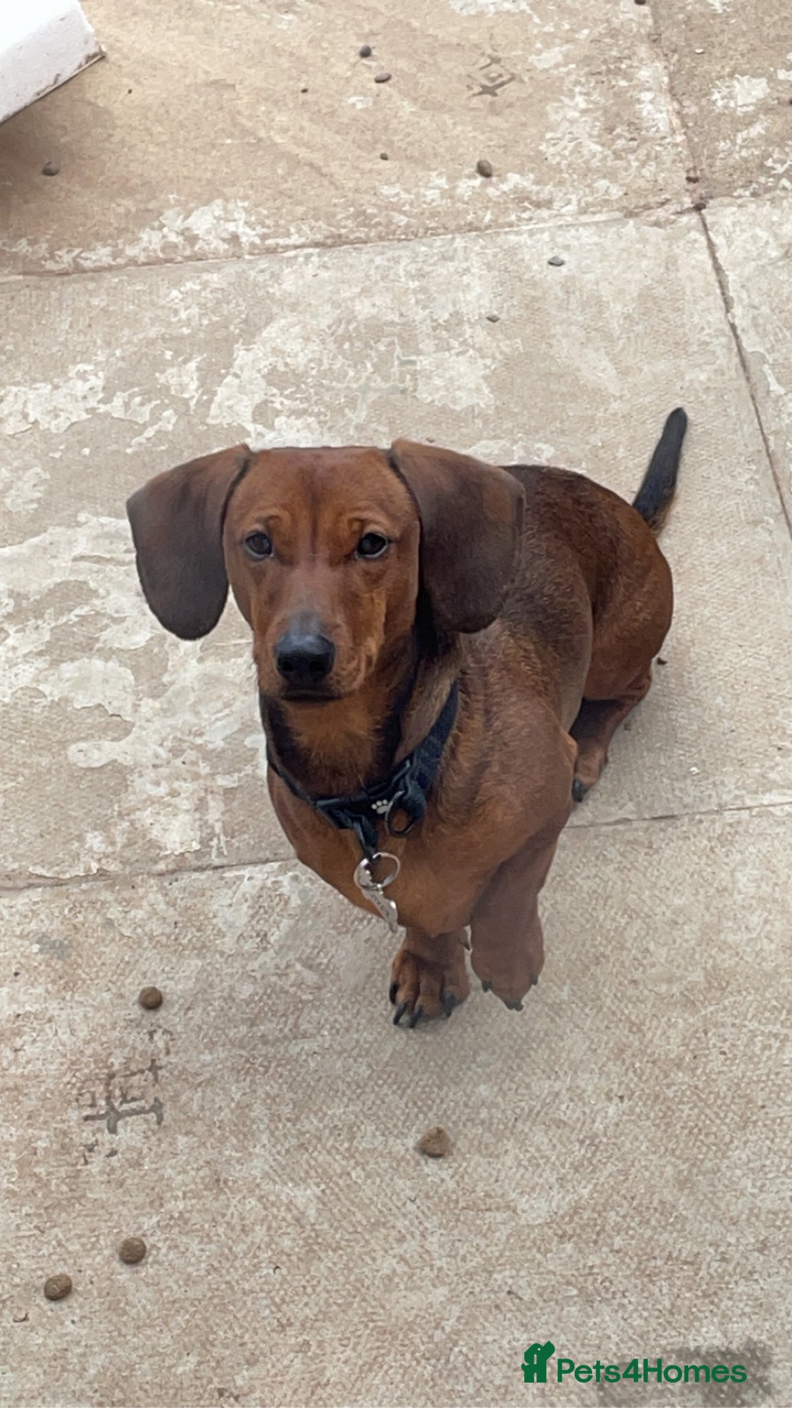 Dachshund dogs Dachsund/mini Dax mix boy - Advert 2