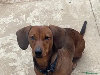 Dachshund dogs Dachsund/mini Dax mix boy - Advert 2