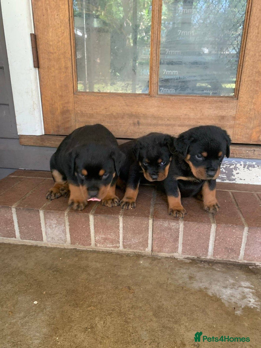 Rottweiler dogs for sale: Rottweiler Puppies for Sale - Advert 4