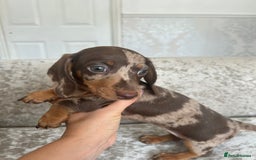 Dachshund dogs for sale: Dachshund puppies  - Image 31