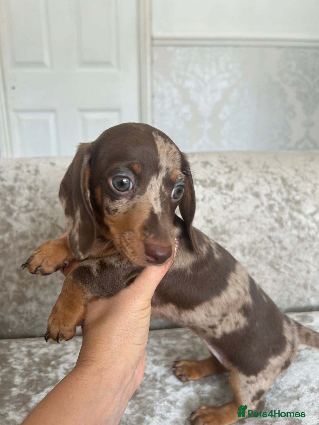 Dachshund dogs for sale: Dachshund puppies  - Image 31