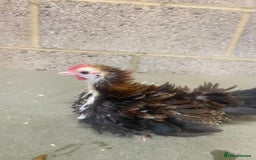 Chickens poultry for sale: 11 week old Serama frizzle bantams  in Milton Keynes - Advert 1