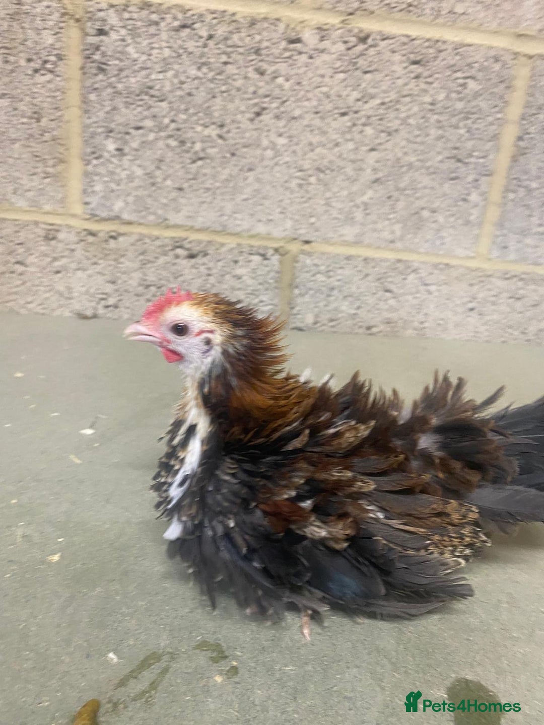 Chickens poultry for sale: 11 week old Serama frizzle bantams  in Milton Keynes - Advert 1