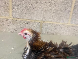 Chickens poultry in Milton Keynes - Advert 34