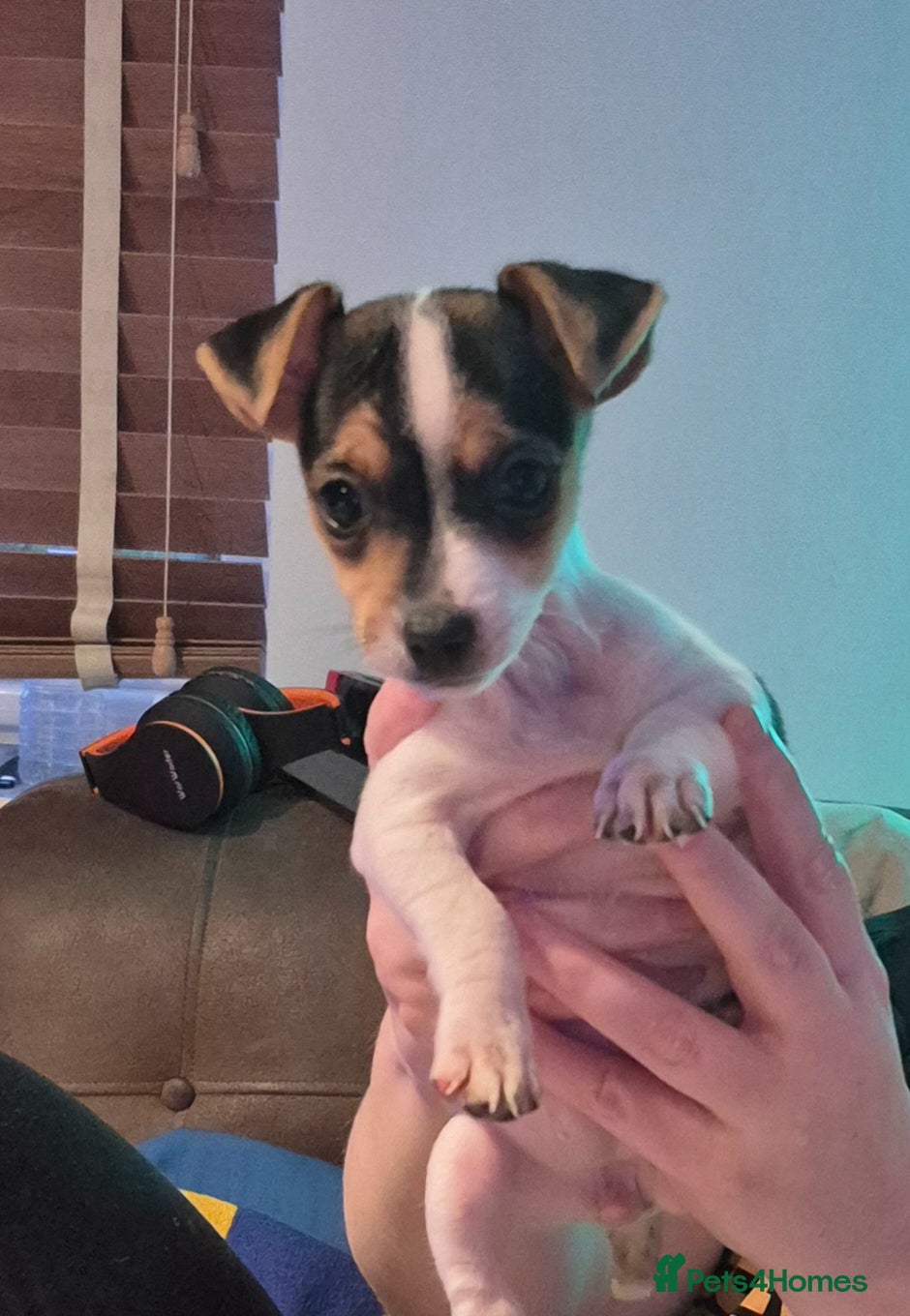 Jack Russell dogs Lovely Jack Russell Pups for Sale - Advert 2