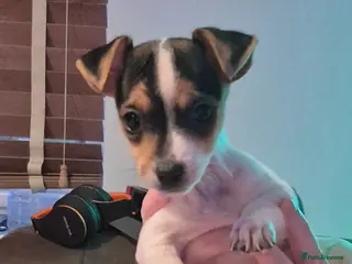 Jack Russell dogs Lovely Jack Russell Pups for Sale - Advert 1