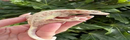 Gecko reptiles for sale: Lily white crested geckos - Advert 6
