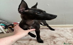 Mixed Breed dogs for sale: 3 puppies for sale - Image 12