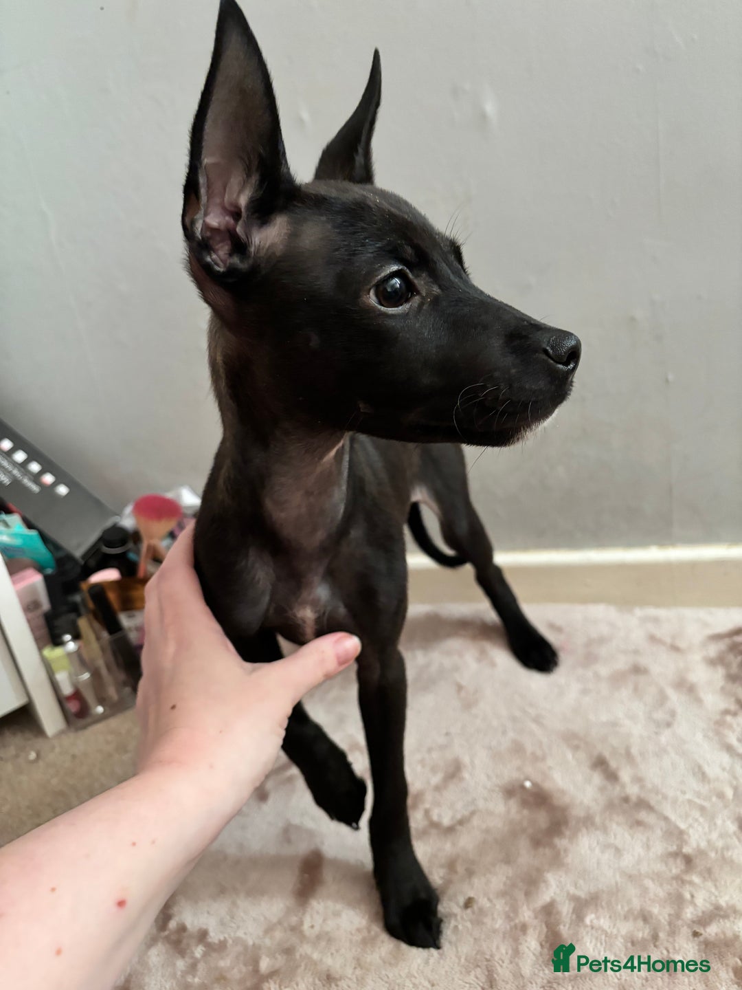 Mixed Breed dogs for sale: 3 puppies for sale - Image 12