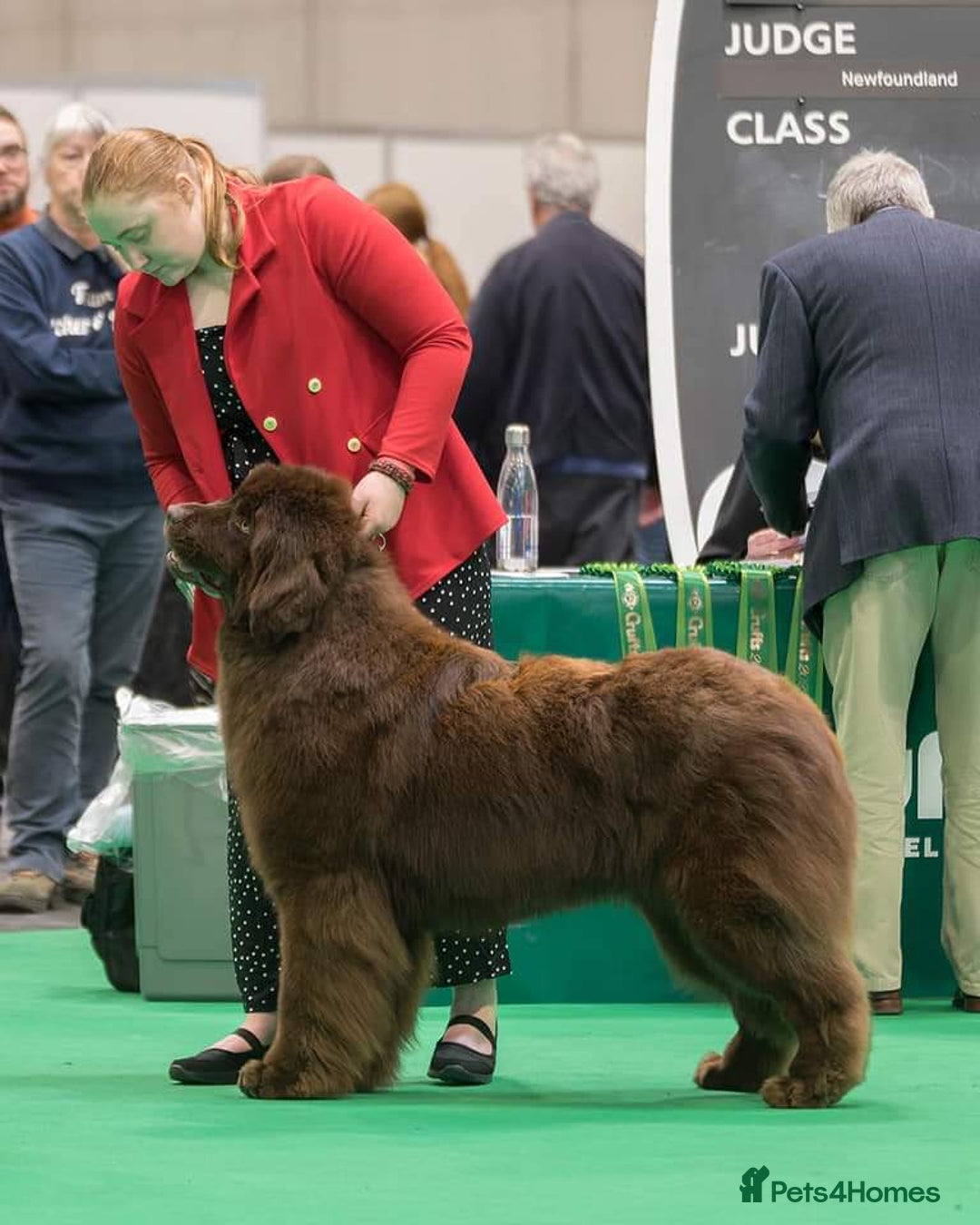 Newfoundland dogs for stud: KC Brown Newfoundland Stud - Advert 3