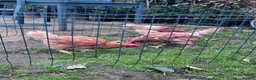 Chickens poultry for sale: Chicken for sale  - Advert 9