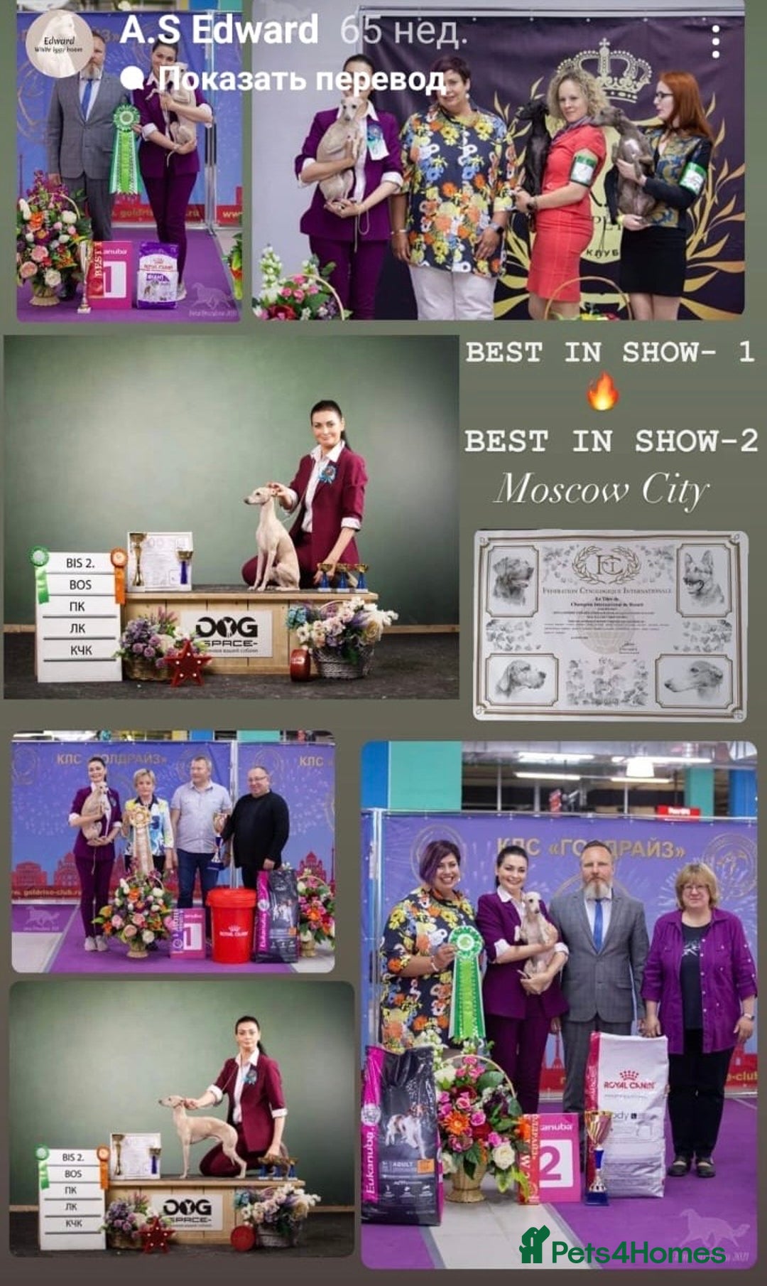 Italian Greyhound dogs for stud: Romeo italian greyhound Russian Import for stud  in Liverpool - Advert 25