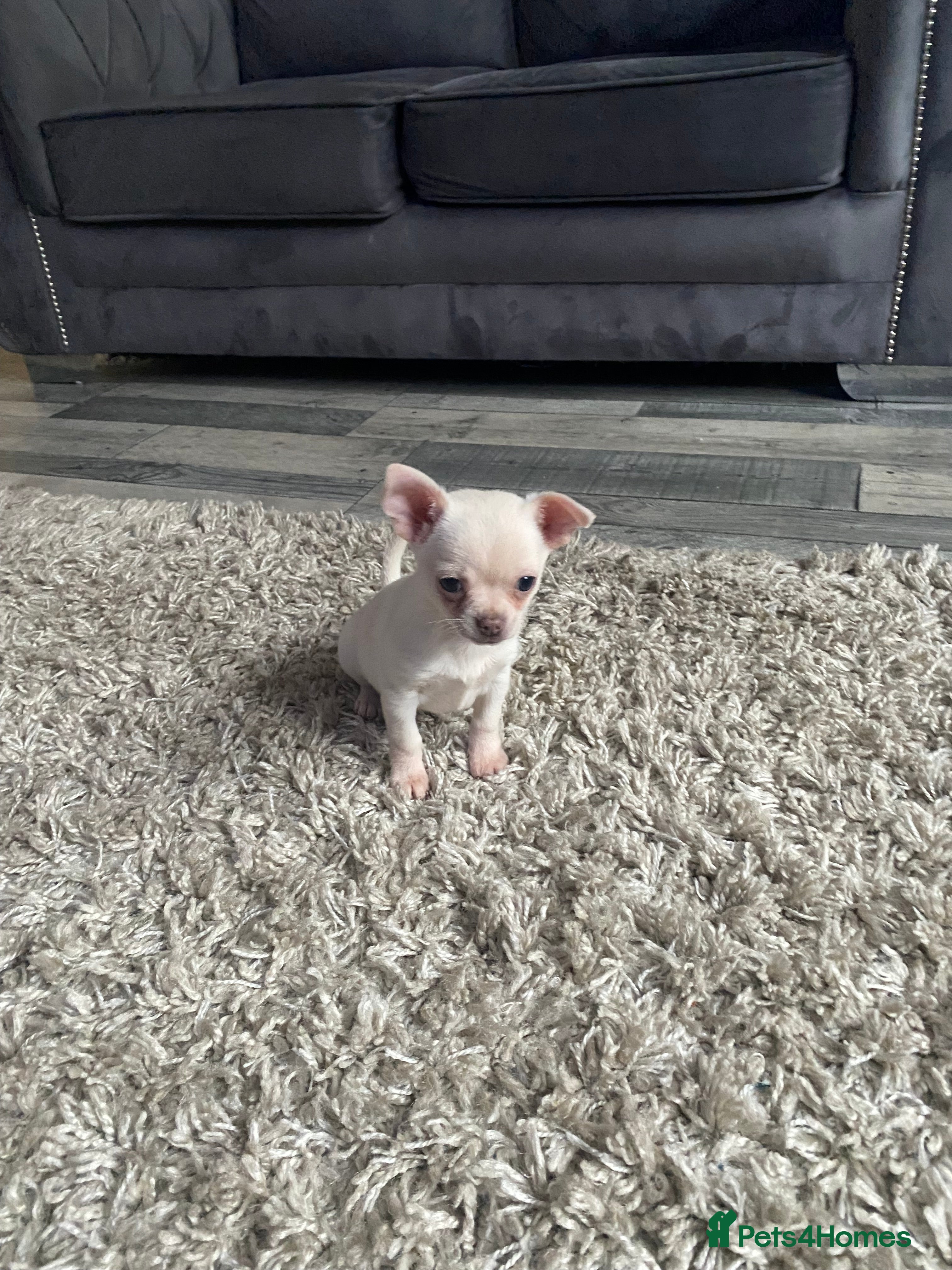 Chihuahua dogs Chihuahua puppies - Advert 6