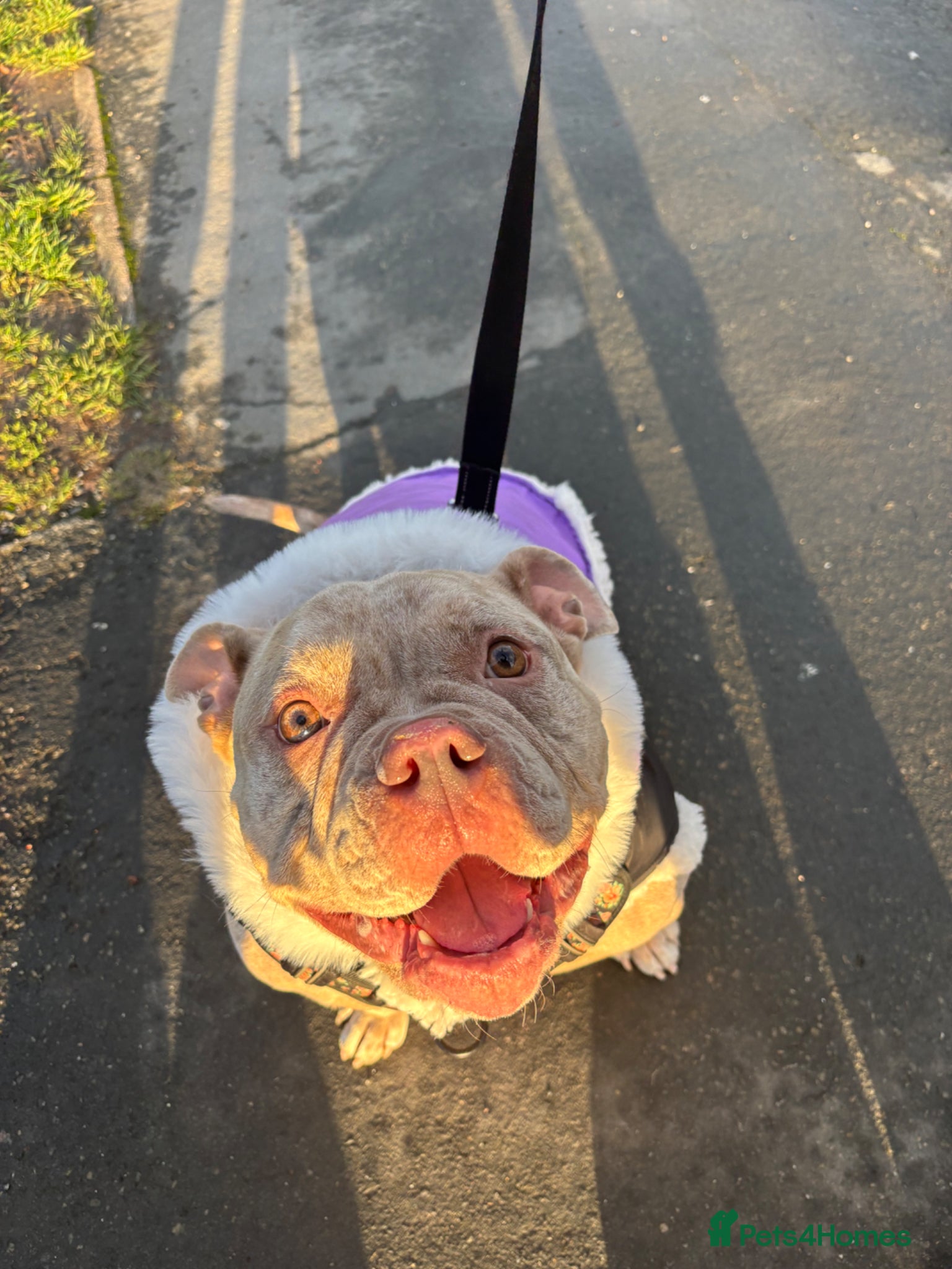 American Bully dogs Female pocket bully  - Advert 1