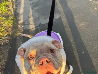 American Bully dogs Female pocket bully - Advert 1