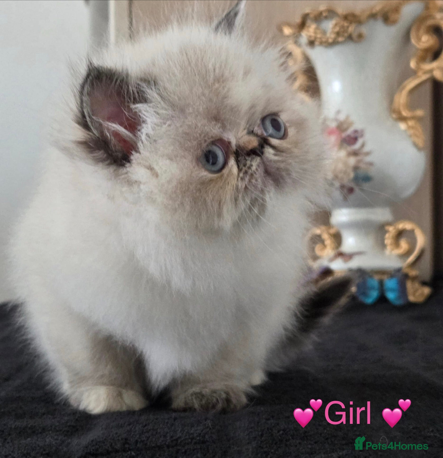 Persian cats ✨ Stunning Persian Kittens – 1 Girl & 2 Boys ✨ - Advert 2