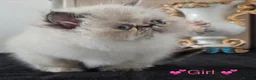Persian cats for sale: ✨ Stunning Persian Kittens – 1 Girl & 2 Boys ✨ - Advert 7