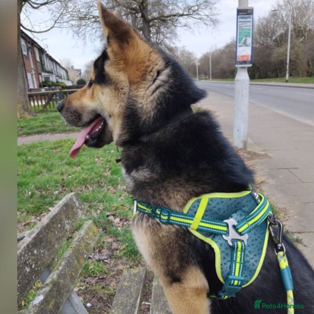 Huskita dogs for sale: Huskita  - Image 1