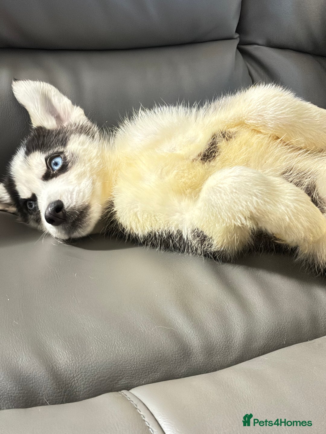 Siberian Husky dogs for sale: Pure Siberian claver huskies ready to go now 🐻‍❄️ - Advert 23
