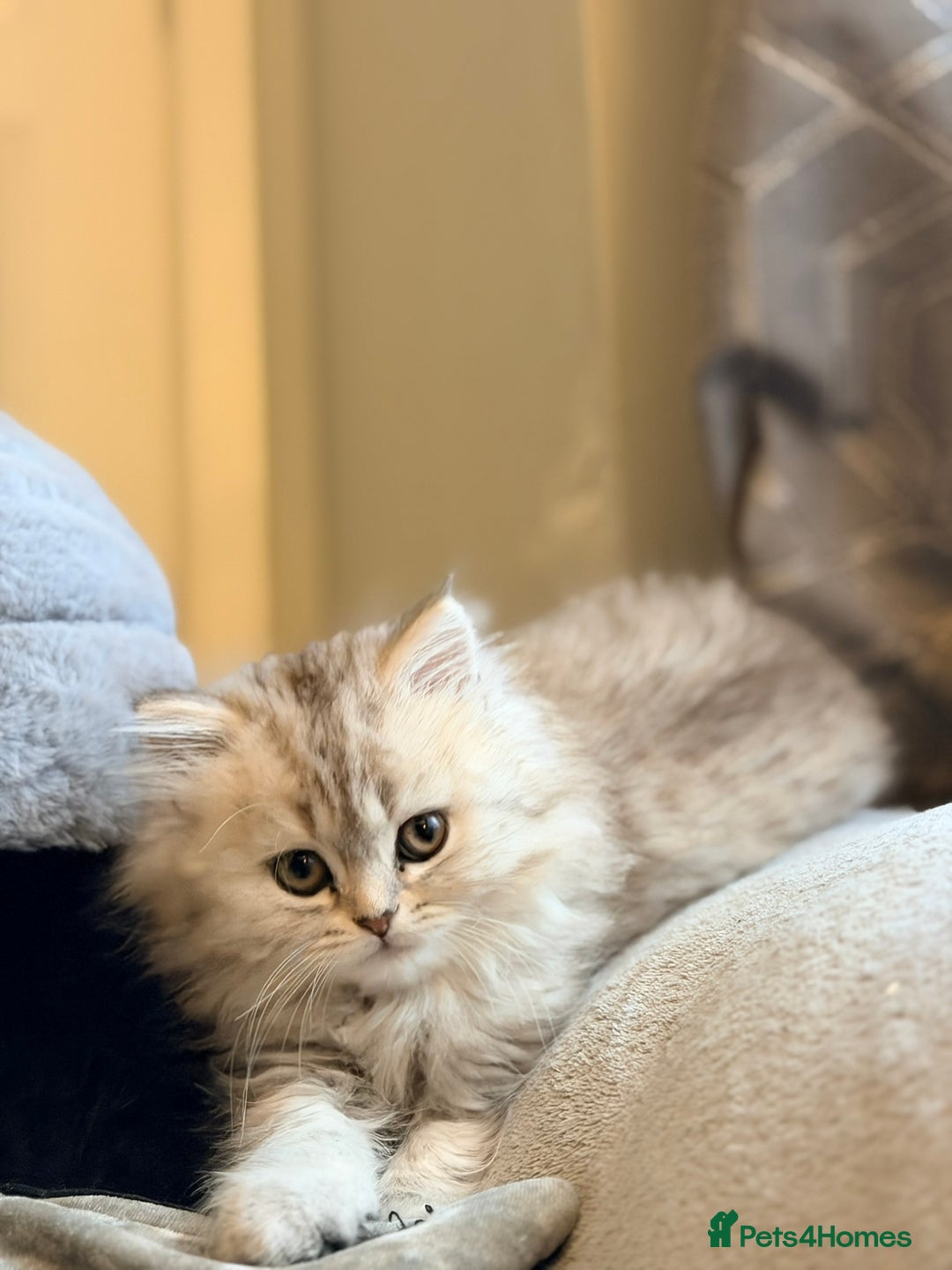 Scottish Fold cats for sale: Scottish fold kittens for sale! - Advert 26