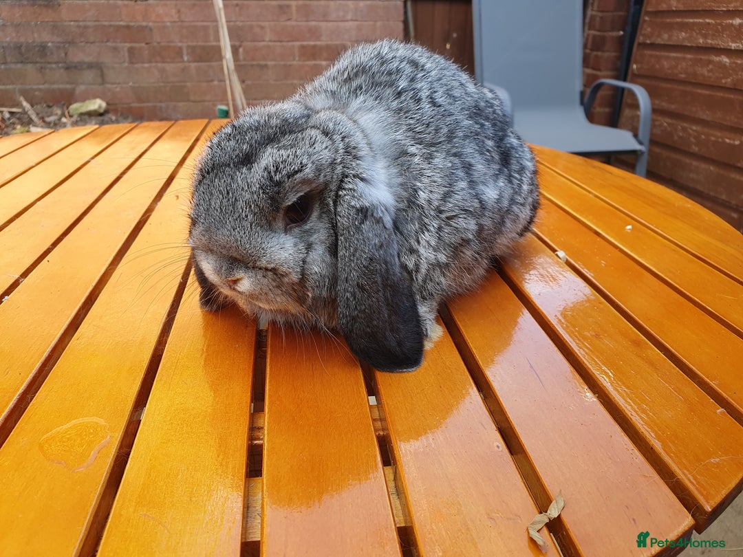 Mini Lop rabbits for sale: Friendly baby rabbits VacRHD2 YURVAC - Image 4