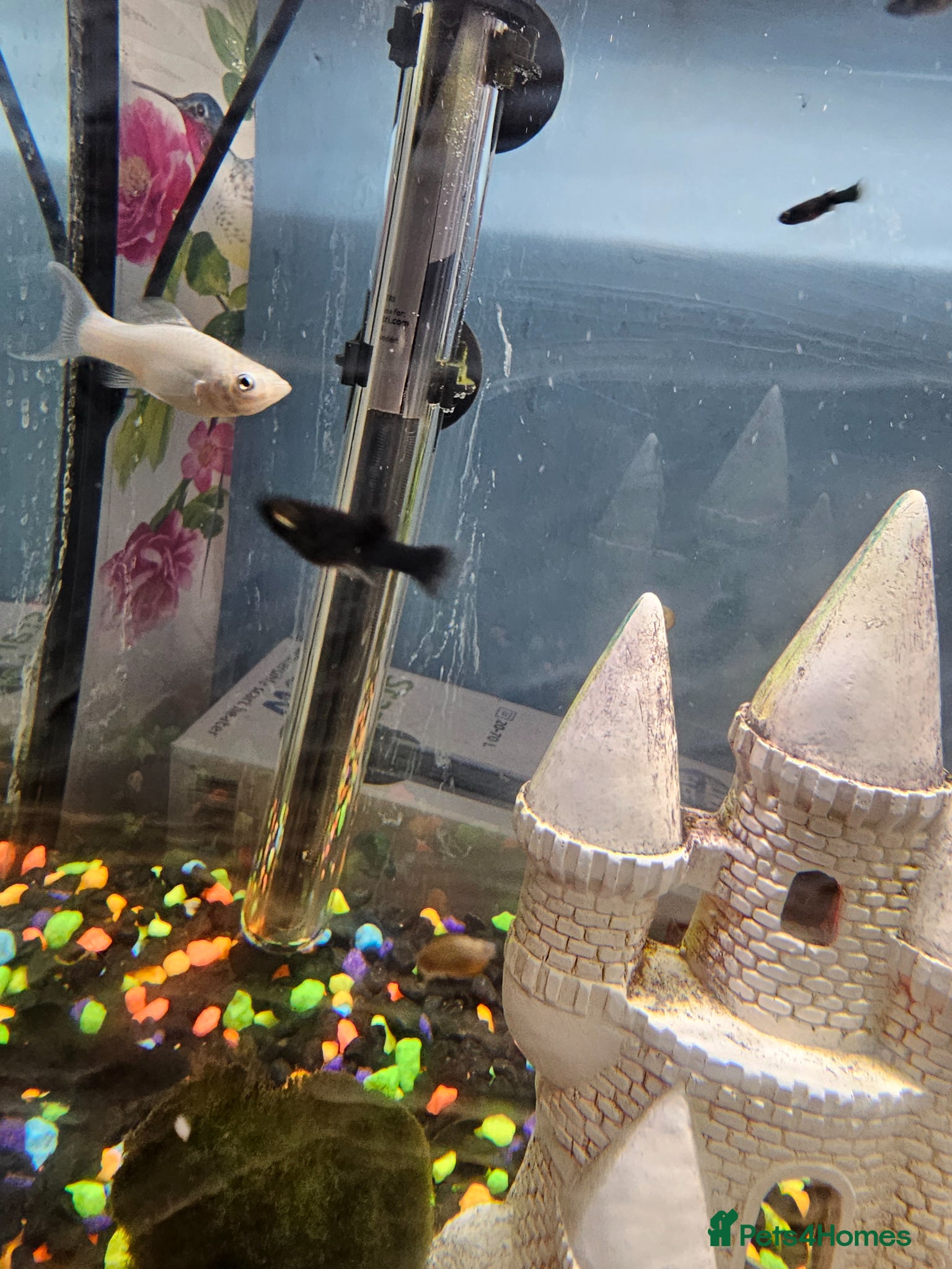 Mollies fish Mollies fish for sale - Advert 1