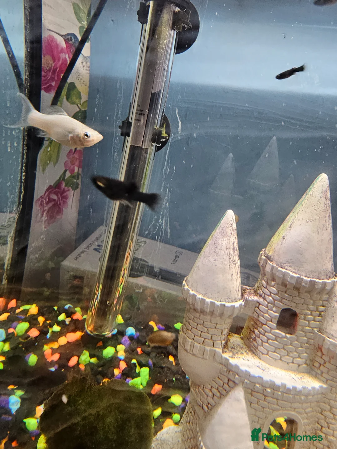 Mollies fish for sale: Mollies fish for sale in ELY - Advert 1