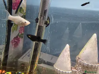 Mollies fish Mollies fish for sale - Advert 1