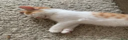 Mixed Breed cats for sale: Ready to go. Two girls and a boy Kuril bobtail mix - Advert 6
