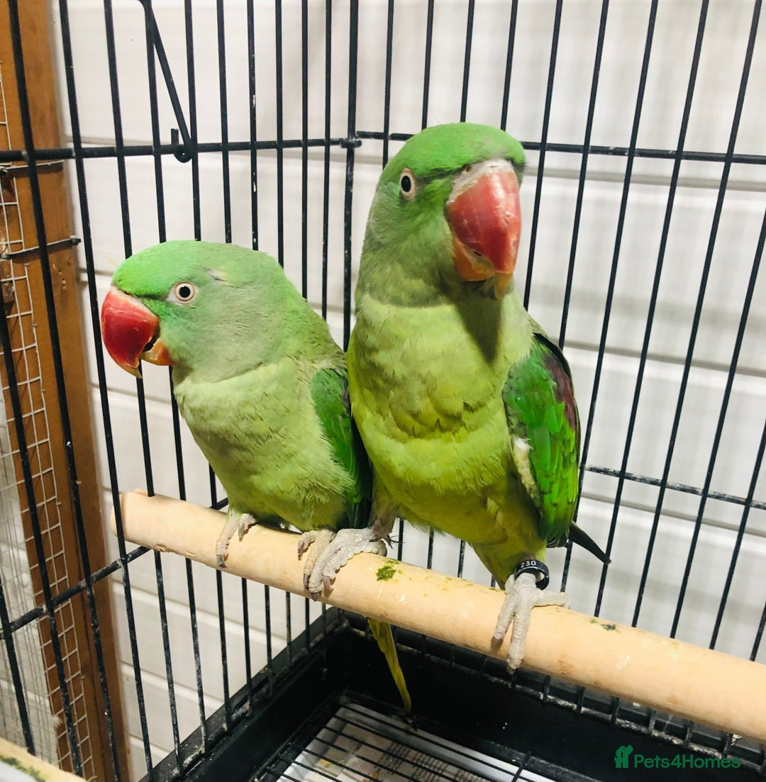 Parrots birds for sale: Alexandrine parrots for sale. - Image 11