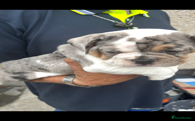 English Bulldog dogs - Advert 2