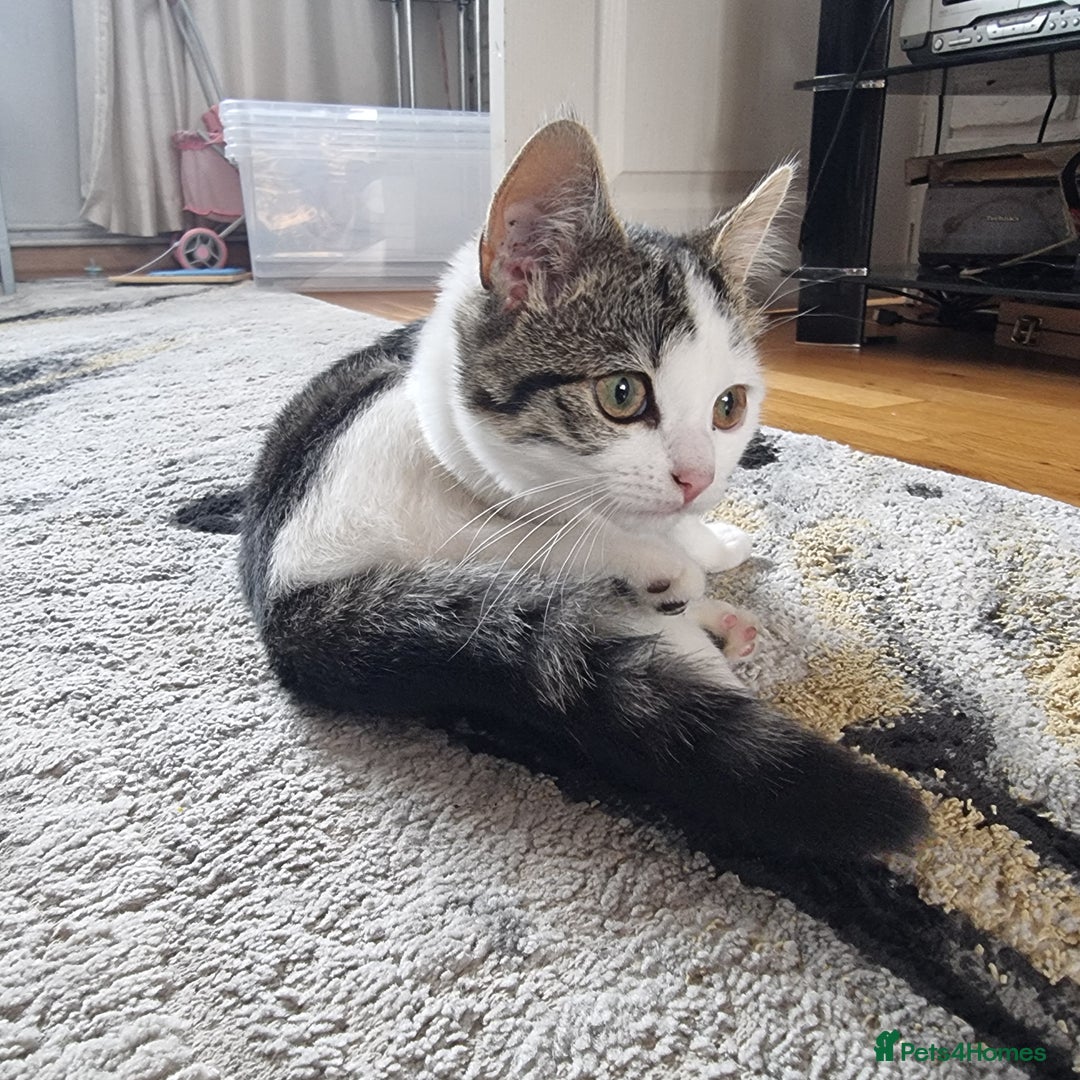 Mixed Breed cats for sale: 2 Beautiful Kittens For Sale !!! - Image 11
